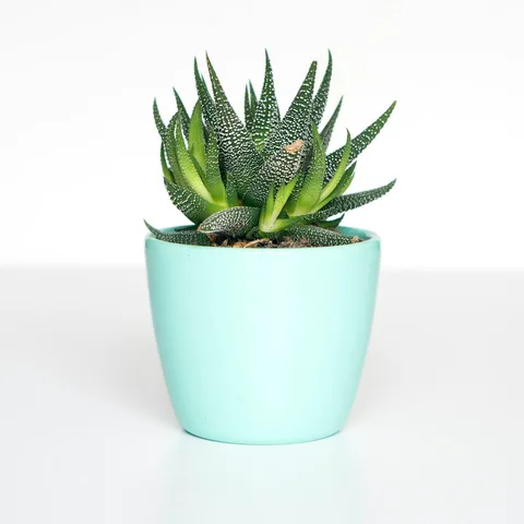 A glazed stoneware planter with a succulent