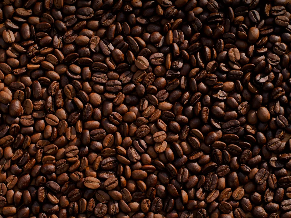 Green and roasted beans side by side at the roastery